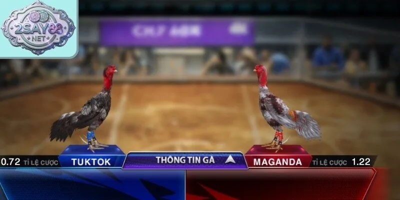 Sảnh đá gà Say88 luôn thu hút