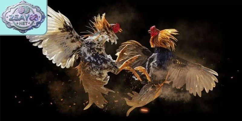 Nhiều cửa cược đá gà đặc sắc