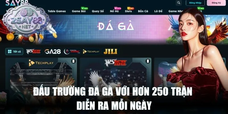 Đấu trường đá gà với hơn 250 trận diễn ra mỗi ngày